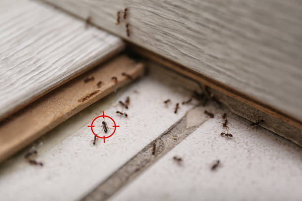 Best Exterminator Services  in Mount Hore, WI