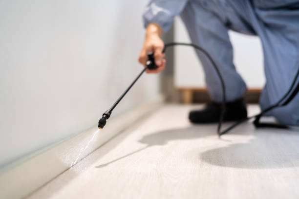 Best Rat Extermination Near Me  in Mount Hore, WI