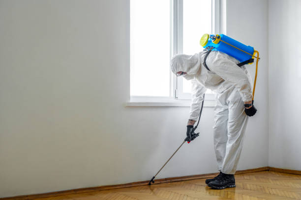 Best Termite Control Services  in Mount Hore, WI