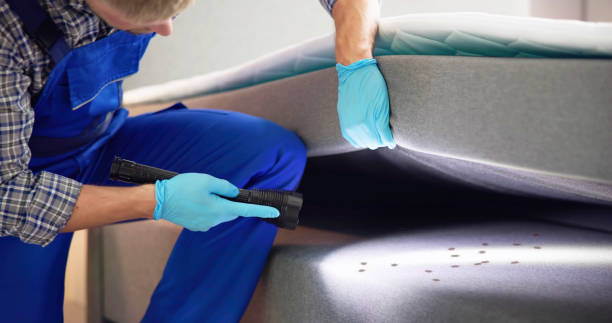 Best Wasp Removal Services  in Mount Hore, WI