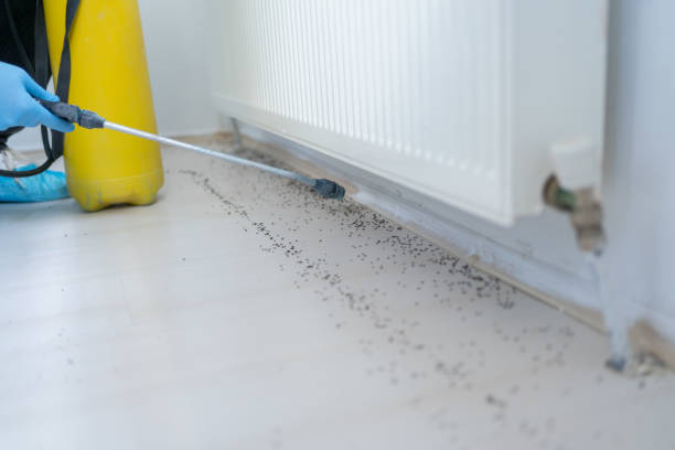 Best Residential Pest Control  in Mount Hore, WI